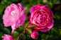Preview: Englische/Historische Rose in div. Farbnuancen